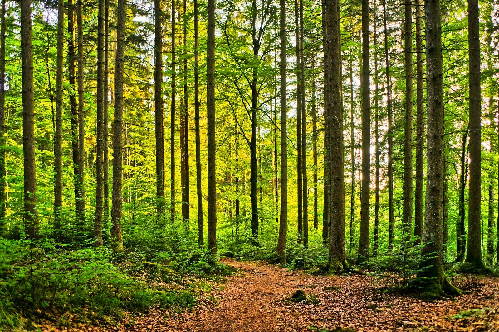 A gentle forest path winding through tall green trees with soft morning light