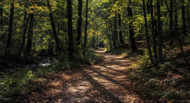 A forest path through tall trees with dappled light filtering through the canopy